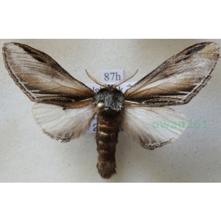 Pheosia tremula (Clerck, 1759) male Garbatka osinówka Poland87h